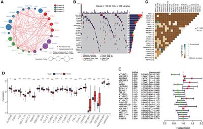 Identification and Validation of N6-Methyladenosine-Related Biomarkers for Bladder Cancer: Implications for Immunotherapy